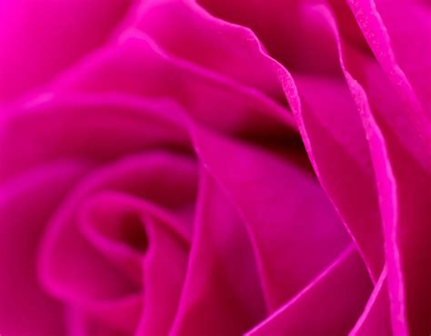 Meaning of the Color Magenta: Symbolism, Common Uses, & More
