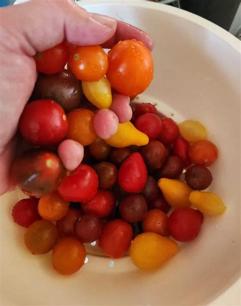 Can You Freeze Cherry Tomatoes Whole?