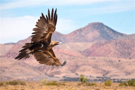 The Wedge-tailed eagle is Australia's largest bird of prey, and always ...