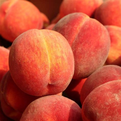 Exploring State Fruits: A Culinary Journey Across the US - 50states