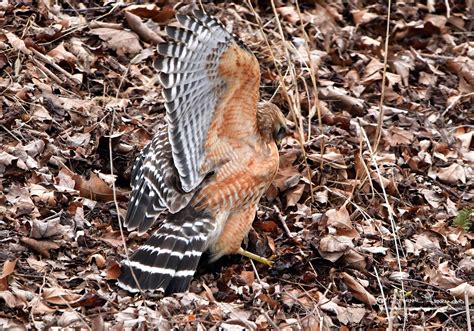 "Natural World" Through My Camera: Red-shouldered Hawk with Prey