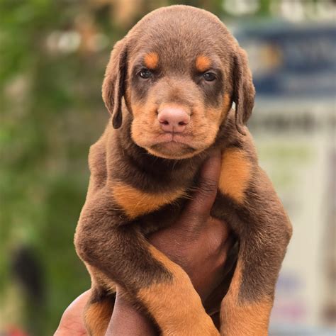 Doberman Pinscher | Breed Information, Price, Temperament