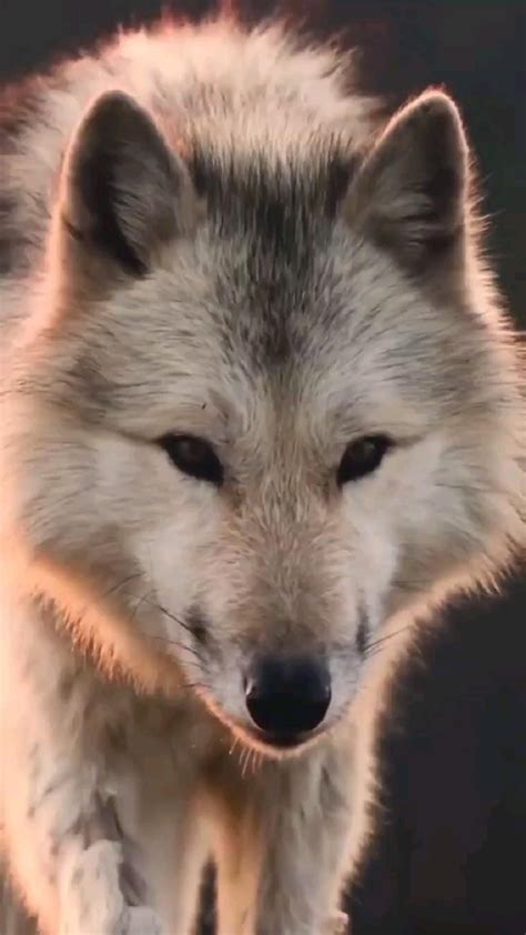 Do wolves bark vocal communication of wolves – Artofit