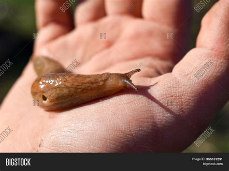 Snails Can Live Without Shells