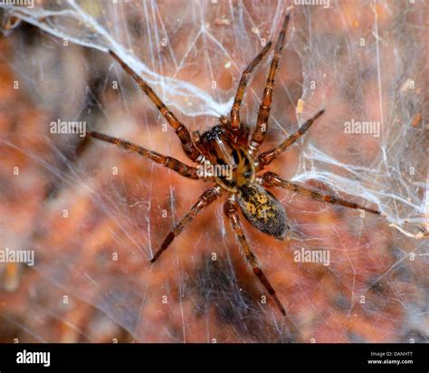 Wolf spider macro hi-res stock photography and images - Alamy