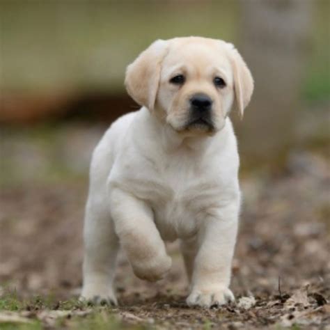 English Labrador Puppies for Sale in Tennessee