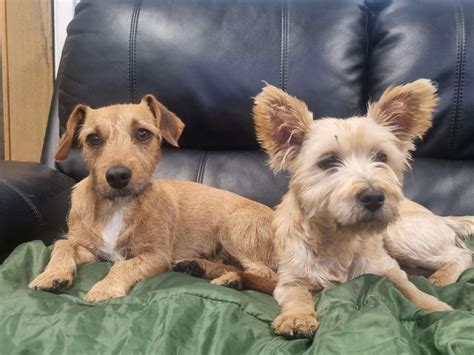 Dachshund Cross Yorkshire Terrier