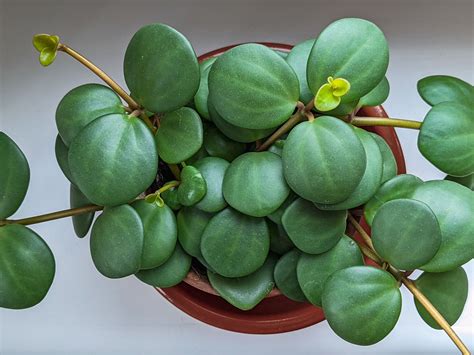 Learn how to care for Peperomia tetraphylla 'Hope' indoors. Discover ...
