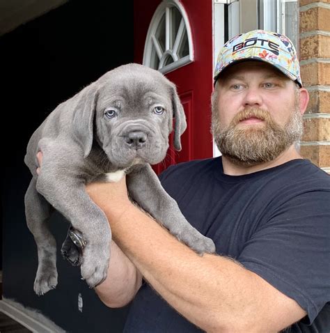 Blue Cane Corso Italian Mastiff Cane Corso Protection Dogs For Sale