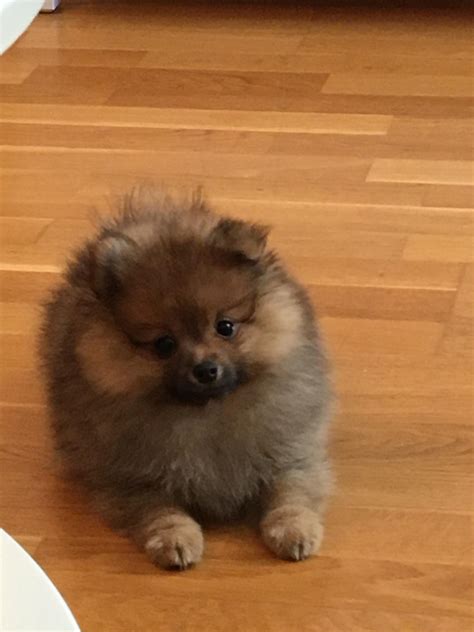 Our 10 week old puppy ! : r/Pomeranians
