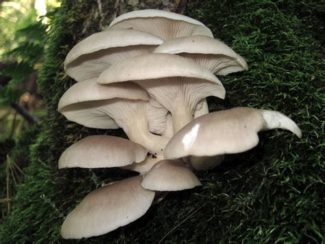 Oyster mushrooms - Pleurotus ostreatus - Health Benefits