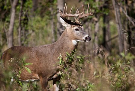 Hunting in North Carolina | Occoneechee Hunting Lodge NC