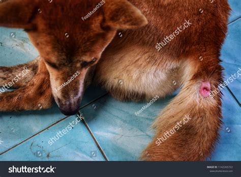 How To Cover A Wound On A Dog's Head at Sandy Vincent blog