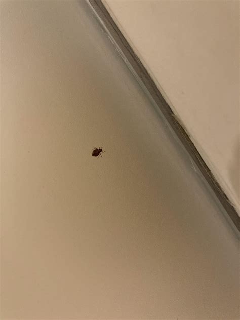 Found in a bathroom in a five star hotel in Dubai. Is there any doubt? : r/Bedbugs