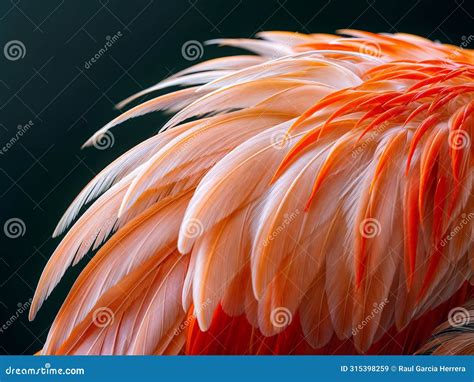 Extreme Macro Shot of Flamingo Wing Texture Stock Illustration ...