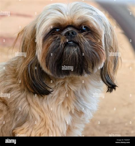 Shih Tzu Black And Gray