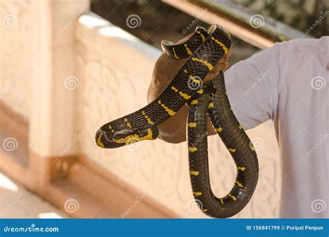 Malayan Krait is on a Man`s Hand. Stock Image - Image of malayan ...