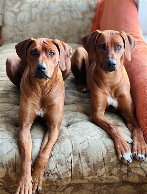 Memory Ridgebacks - Rhodesian Ridgeback Puppies For Sale In Wells, NV ...