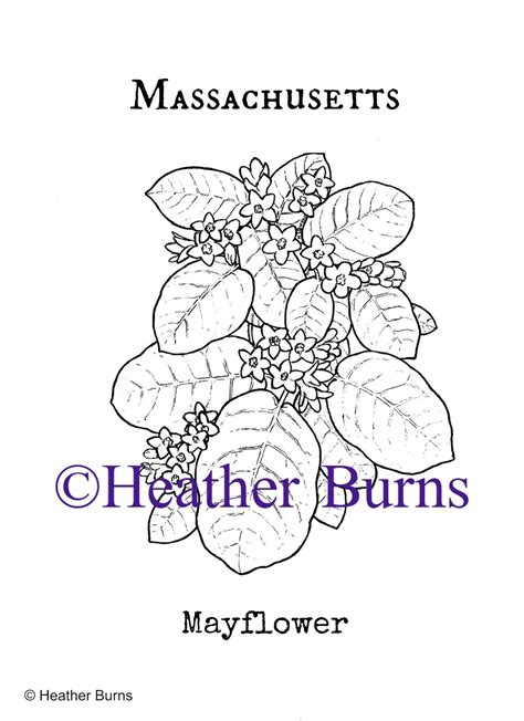 State Flower Coloring Book: Massachusetts State Flower: Mayflower