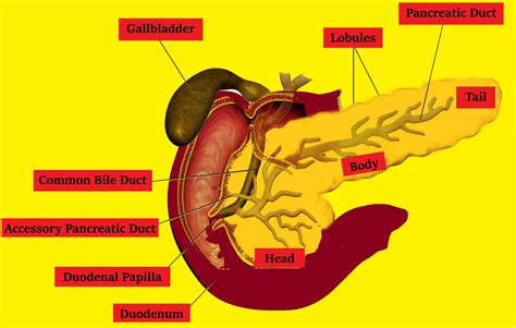 Which of the following is a mixed gland?(a) Thyroid Gland(b) Adrenal Gland(c) Pituitary Gland(d ...