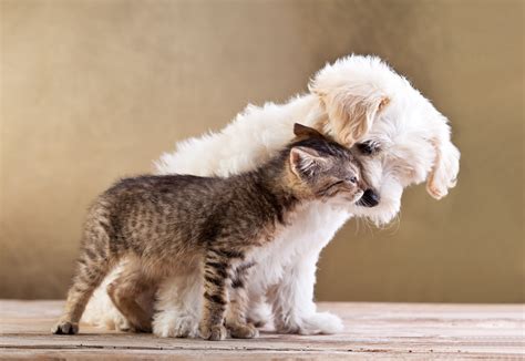 Download Kitten Love Puppy Cute Dog Cat Animal Cat & Dog Cute Cat 4k ...
