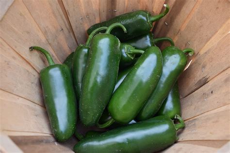 Growing Jalapenos From Seeds To Potted Plants | Grow Hot Peppers