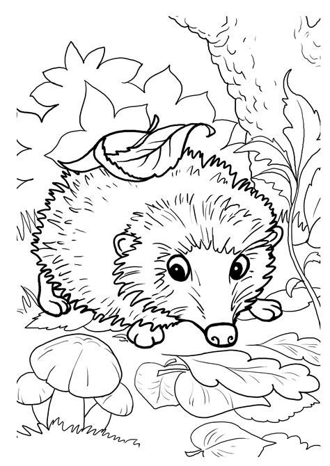 Hedgehogs. Free Printable, Coloring and Activity Page for Kids | BuyLapbook