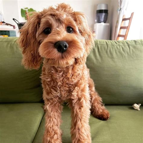 11 Dogs That Looks Like Fried Chicken or Nugget