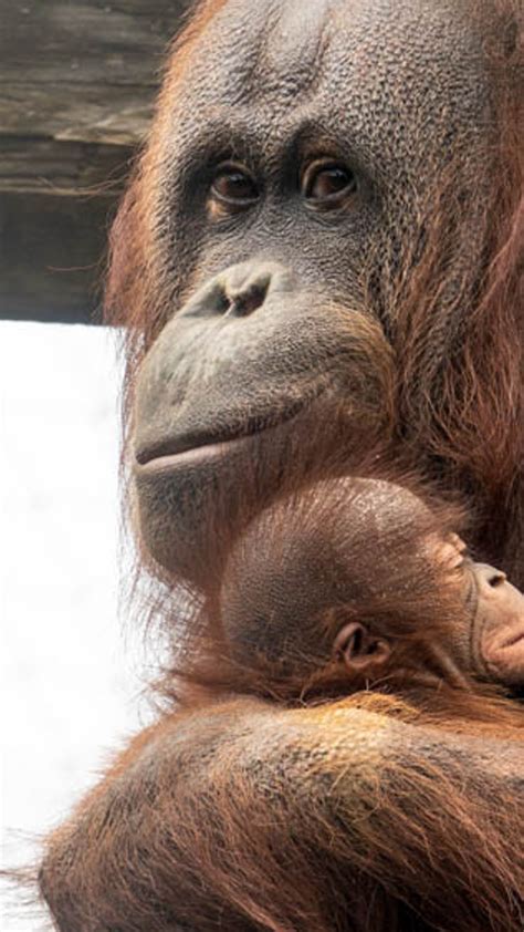 Baby Orangutans Playing