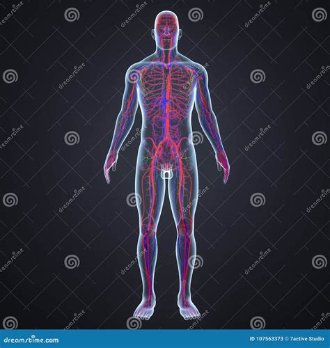 Arteries, Veins and Lymph Nodes in Human Body Anterior View Stock Illustration - Illustration of ...