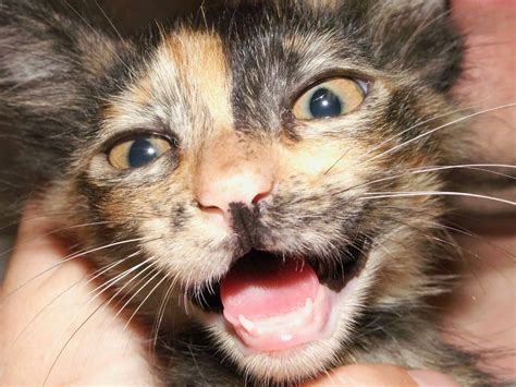 The Secret Language of Cats: Why Does My Cat Growl? - The Cat and Dog House