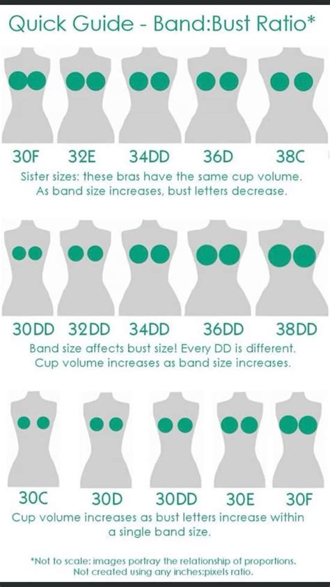 Bra Cup Size Comparison Pictures