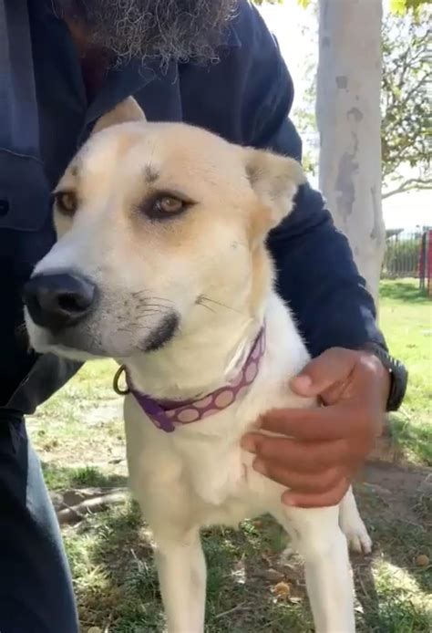 Sadie needs a hero ASAP (Riverside, ca) : r/National_Pet_Adoption