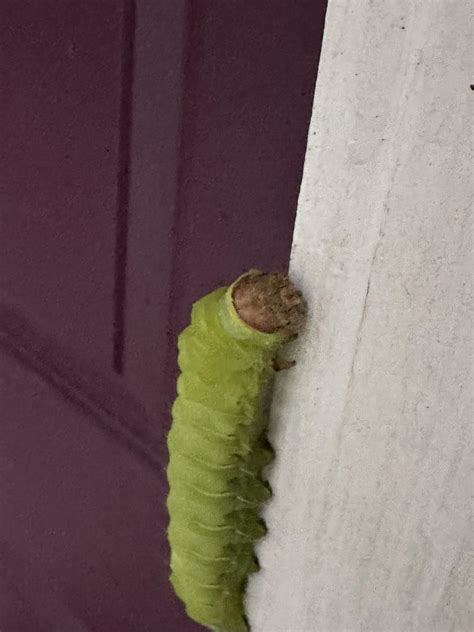Polyphemus moth caterpillar chose a rather unfortunate spot to start ...