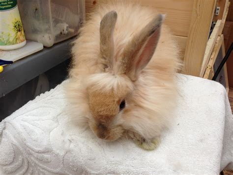 Baby English Angora Rabbit