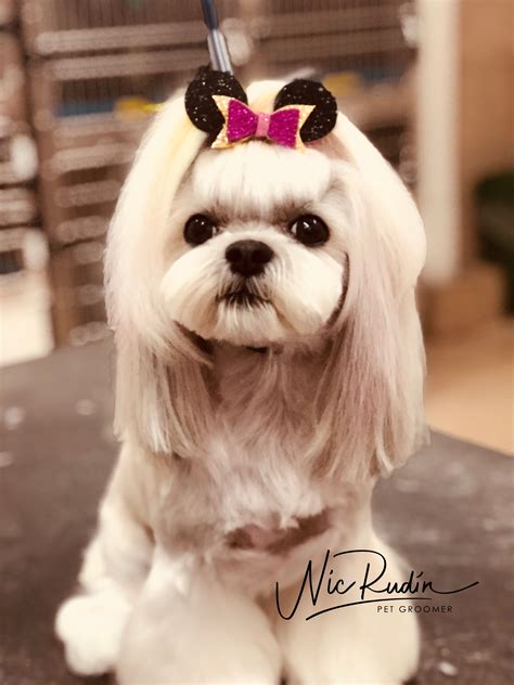 Shih Tzu Grooming Supplies at Joseph Heil blog