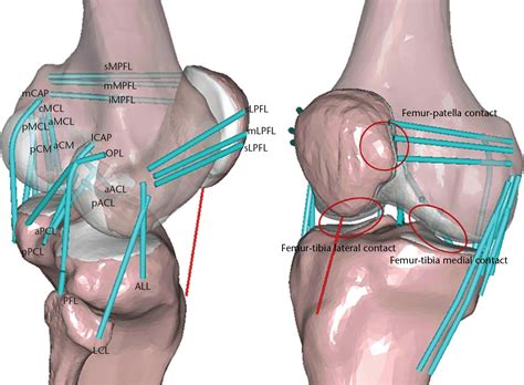 The anterolateral ligament is a secondary stabilizer in the knee joint ...