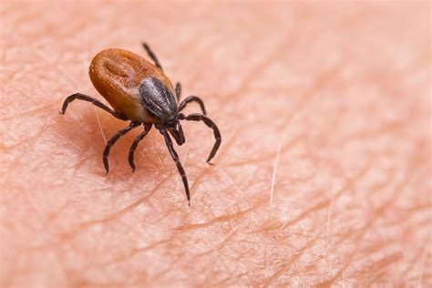 Don’t get diseases from ‘vampires’; What you should know about ticks in ...
