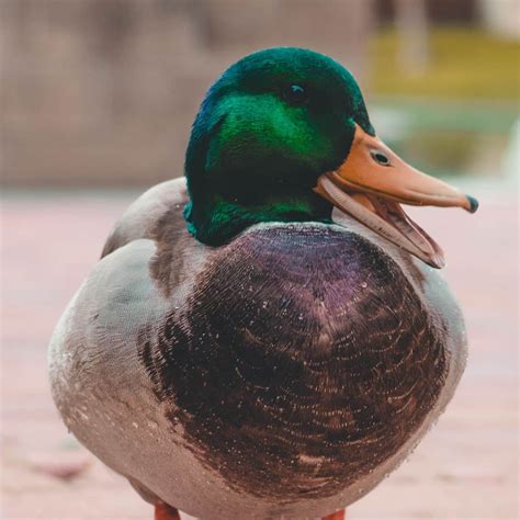 Do Ducks Have Ears