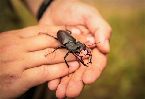 Giant Stag Beetle Giant Stag Beetle In Resin, Insect In Resin,