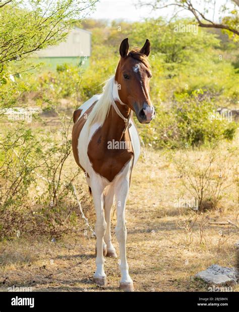 Cute brown and white horse standing still tied with a white rope around ...