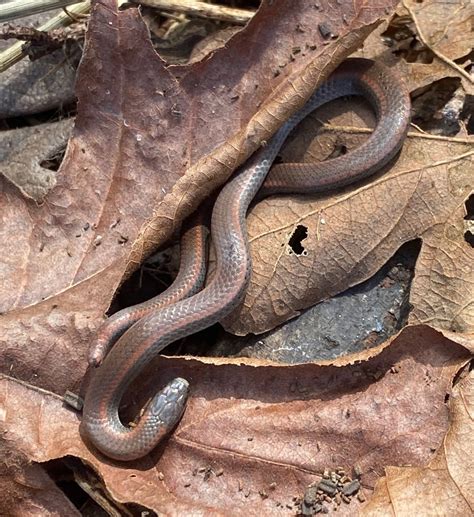 How To Take Care Of Sharp Tailed Snake at Hayley Chipper blog