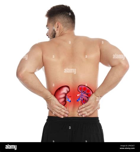 Kidney Location In Body Male
