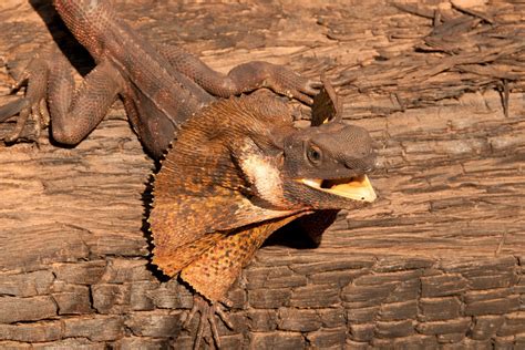 Frilled Dragon Lizard