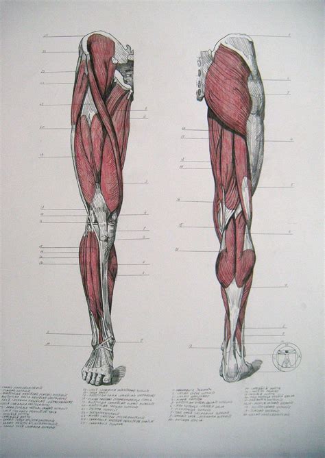 Pin by Andrei Daniel on Anatomia Geral | Anatomy drawing, Leg anatomy ...
