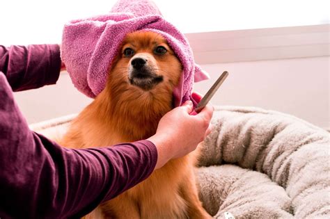Stinky Dog Ears: Why Your Dog's Ears Smell? - Pets & Mindful Animal Owners