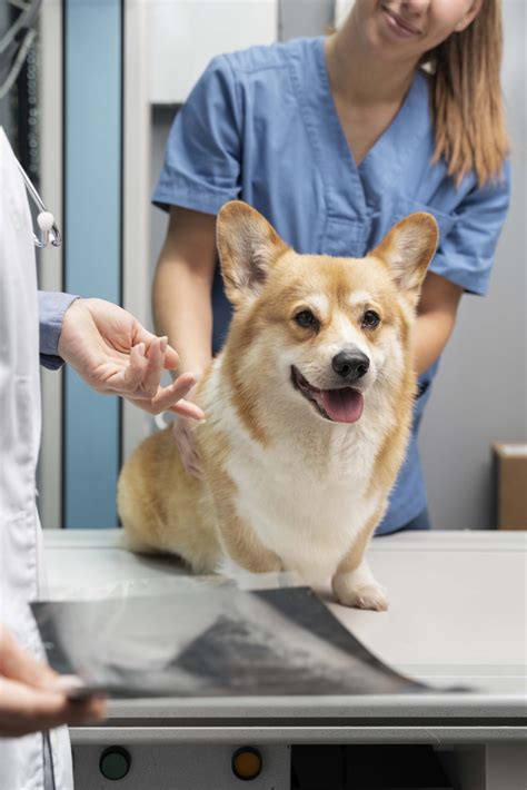 Pet Diagnostics In Hanahan, SC 29410 | Best Friends Animal Clinic