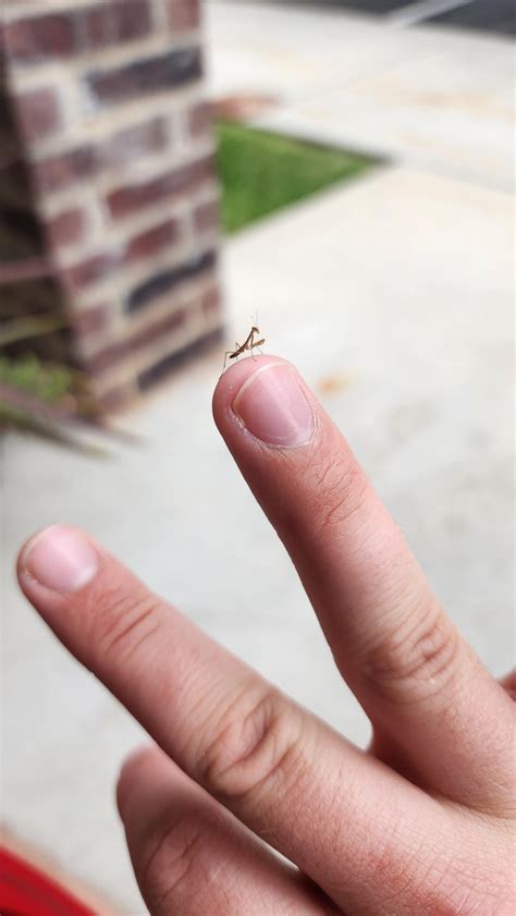 Found a baby praying mantis today : r/insects