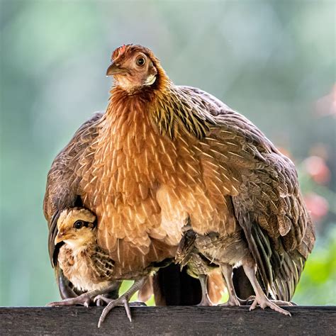 Beautiful photo of mother hen protecting chicks from the rain captured ...