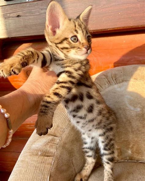 F1 Savannah Cat Kitten